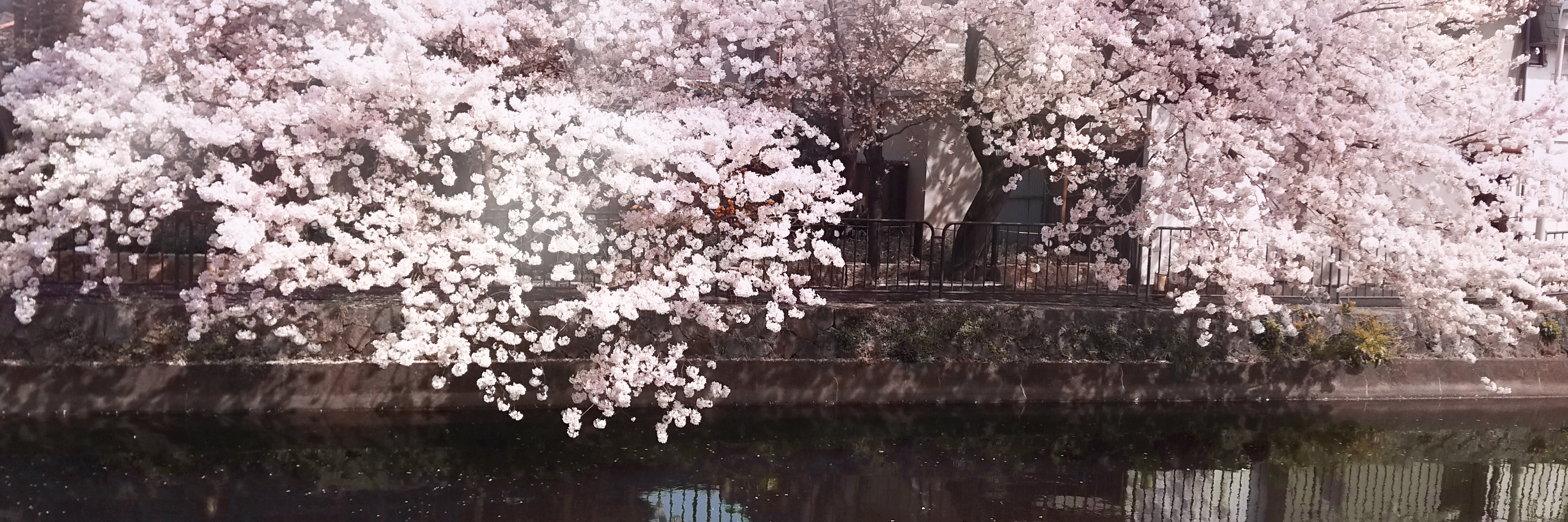 満開の桜